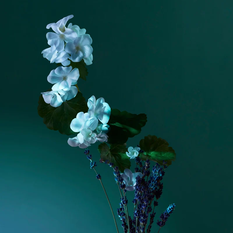 A Balm of Calm Collection Potions Eau de Parfum
