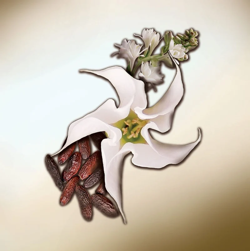 Datura Blanche Eau de Parfum