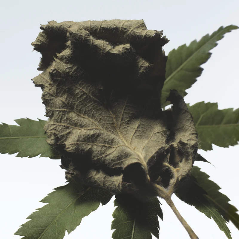 Cannabis Patchouli Eau de Parfum