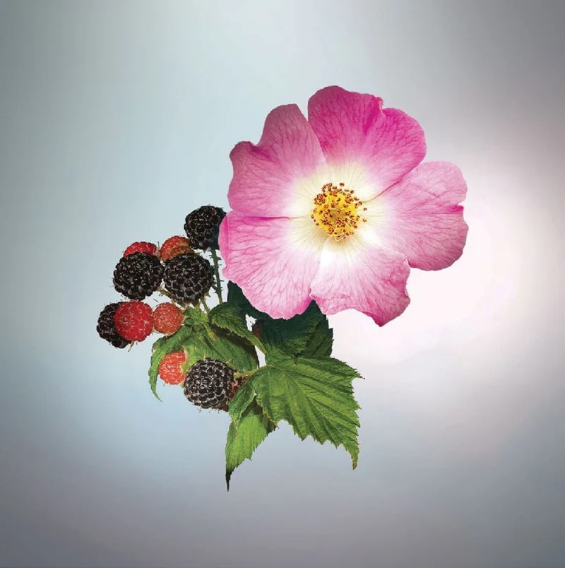 Wild Berries Eau de Parfum